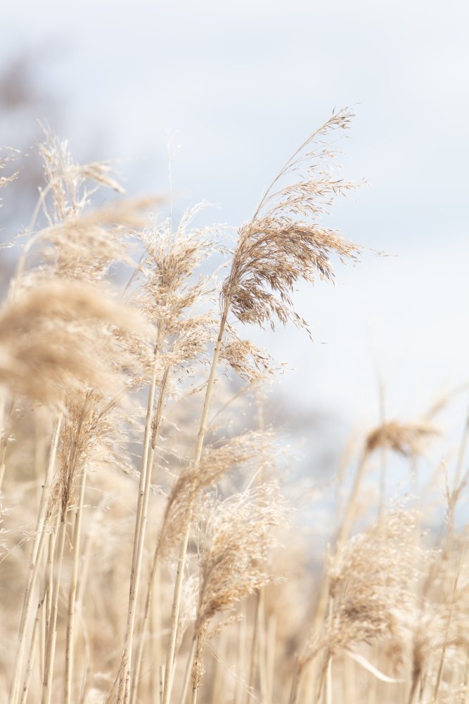 Grass Reed and sky_3 von Pictufy Studio III