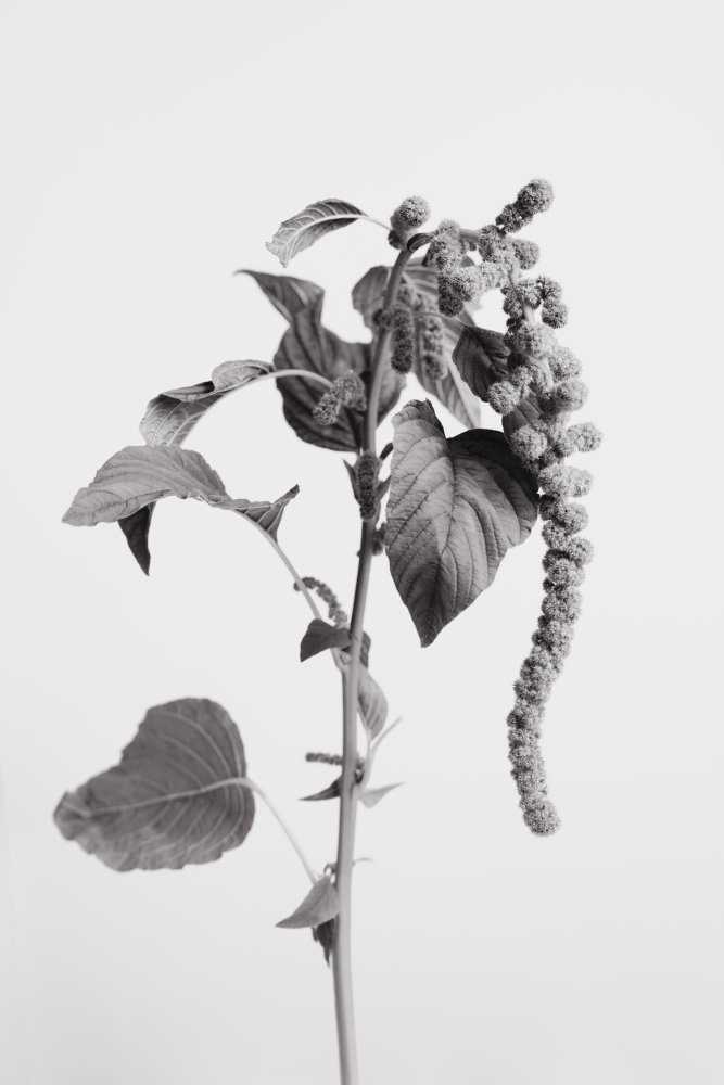Grey Plant von Pictufy Studio III