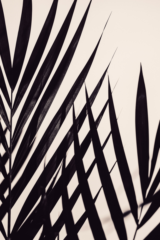 Guldpalm black von Pictufy Studio III