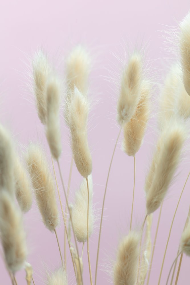 Bunny Grass Pink 01 von Pictufy Studio III