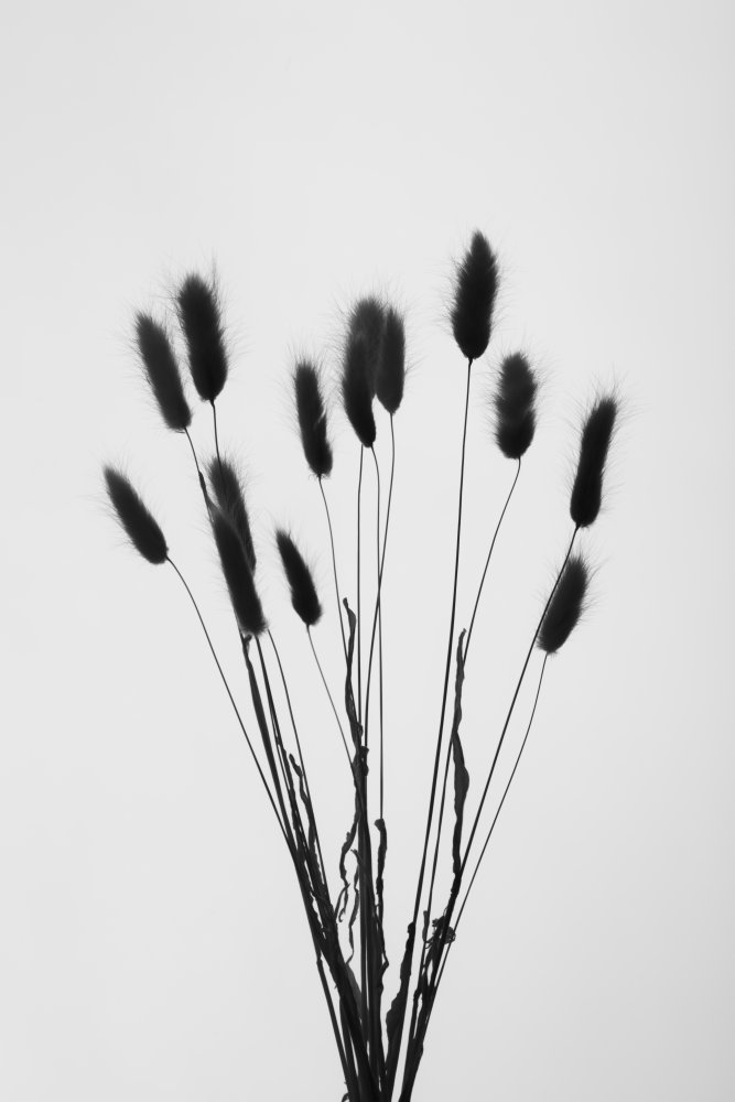 Bunny Grass No 2 von Pictufy Studio III