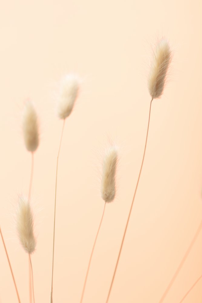 Bunny Grass Peach 05 von Pictufy Studio III