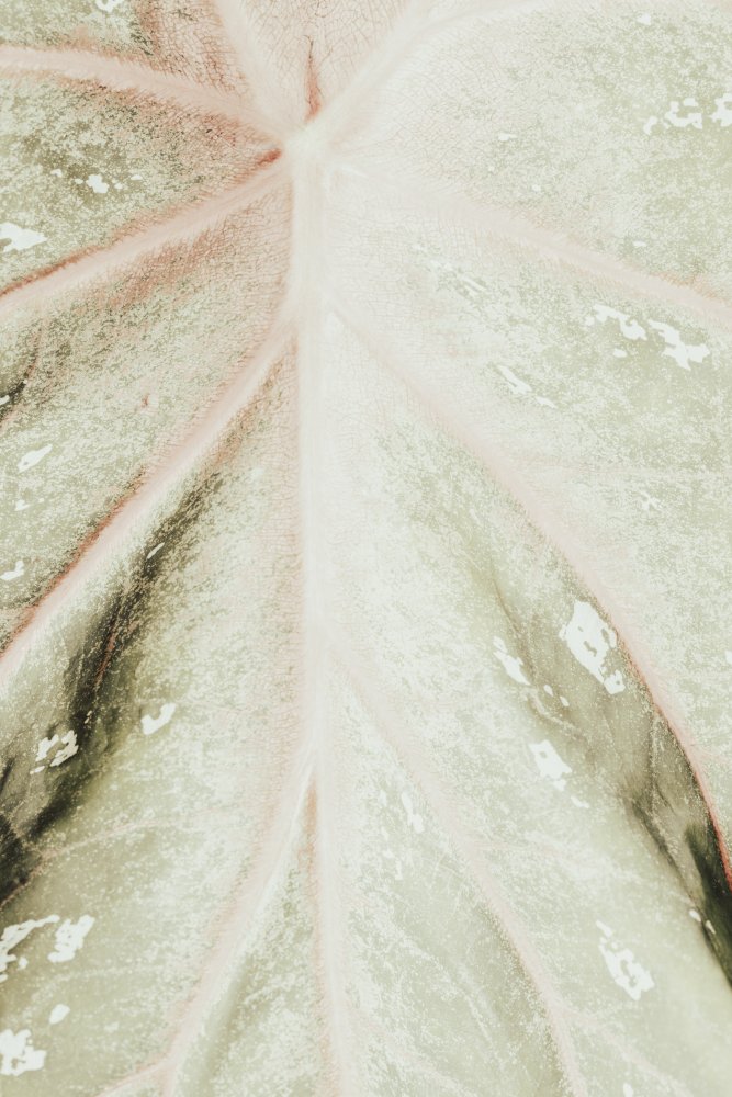 Light green leaf von Pictufy Studio III