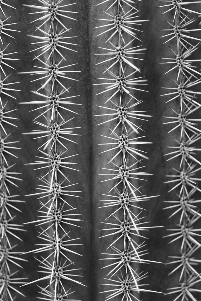 Cactus black and white von Pictufy Studio III