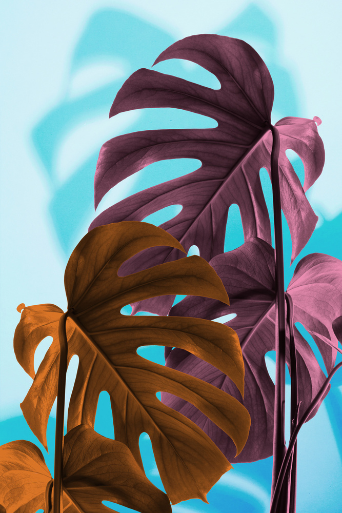 Monstera Blue 04 von Pictufy Studio III