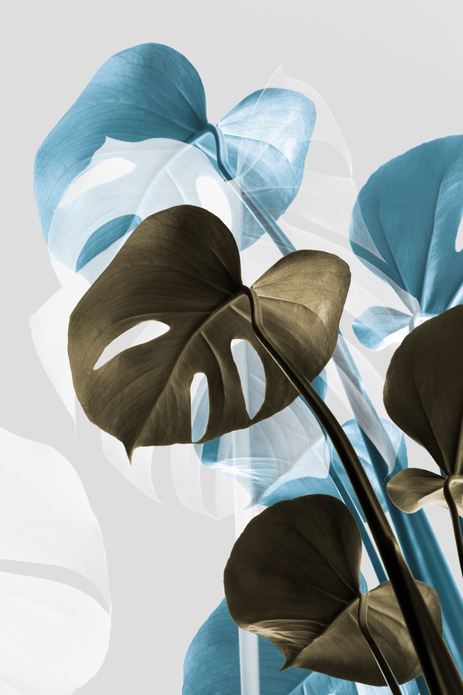 Monstera Creative 13 von Pictufy Studio III