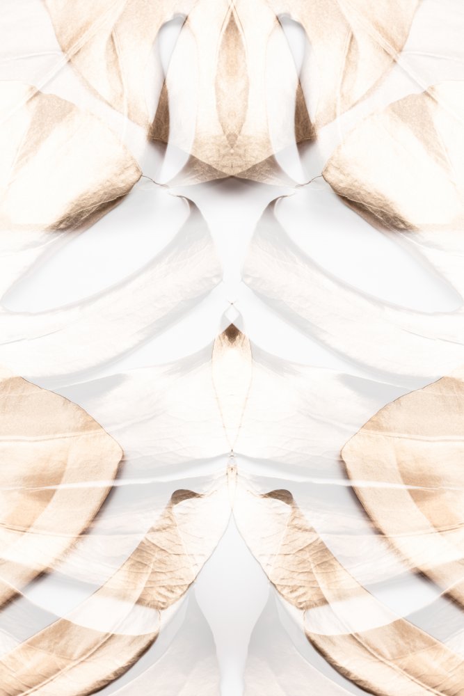 Monstera Gold 12 von Pictufy Studio III