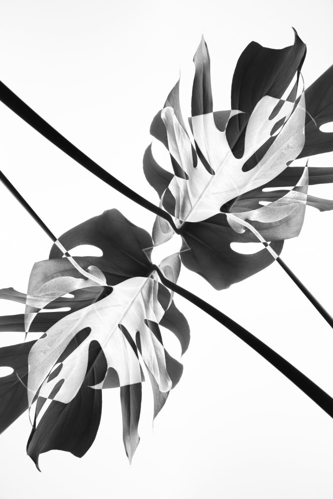 Monstera Kaleidoscope 03 von Pictufy Studio III