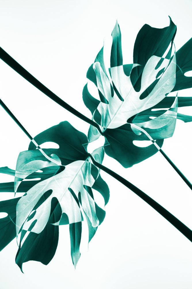 Monstera Kaleidoscope 08 von Pictufy Studio III