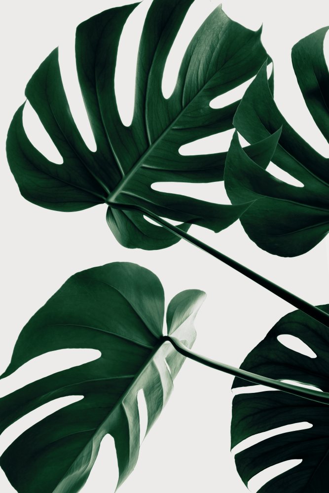 Monstera Natural 43 von Pictufy Studio III