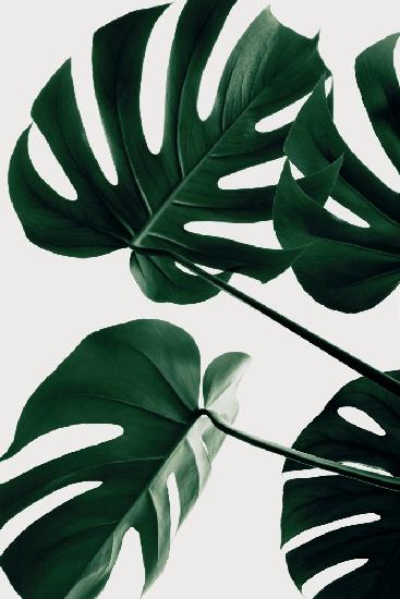 Monstera Natural 43