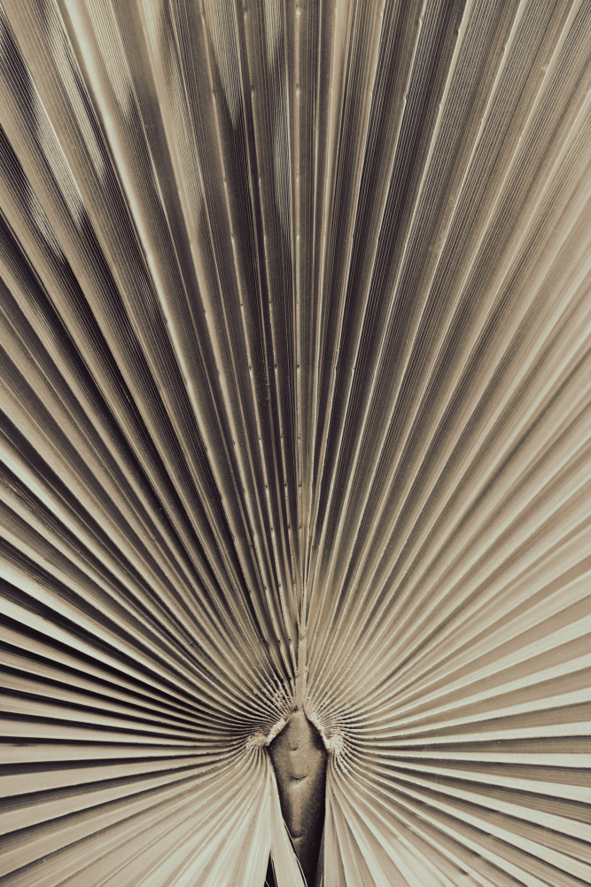 Palmblad_001 von Pictufy Studio III