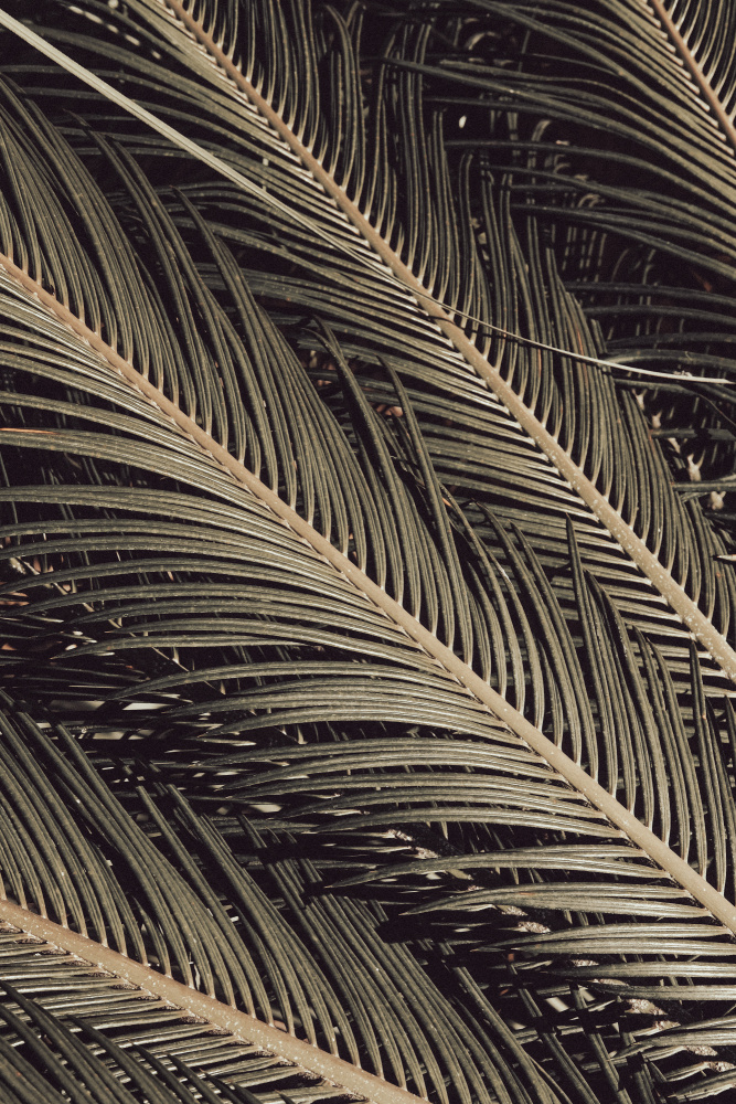 Palmblad_002 von Pictufy Studio III