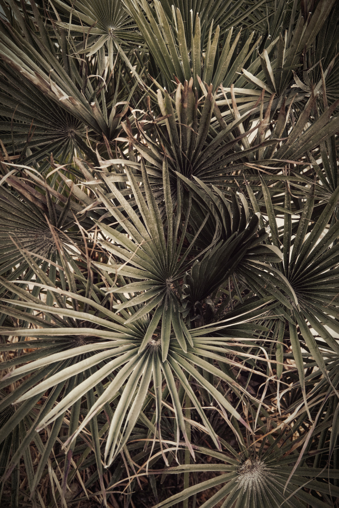 Palmblad_003 von Pictufy Studio III