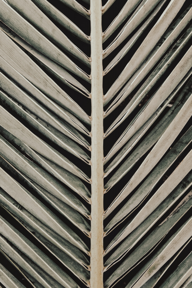 Palmblad_005 von Pictufy Studio III