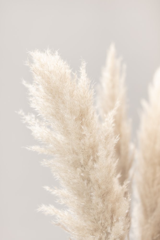 Pampas Grass Grey 03 von Pictufy Studio III
