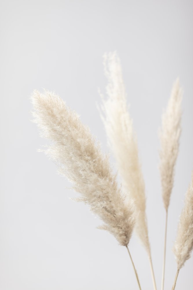Pampas Grass Grey 08 von Pictufy Studio III