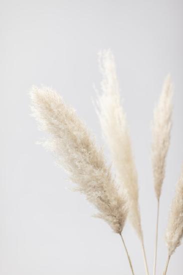 Pampas Grass Grey 08
