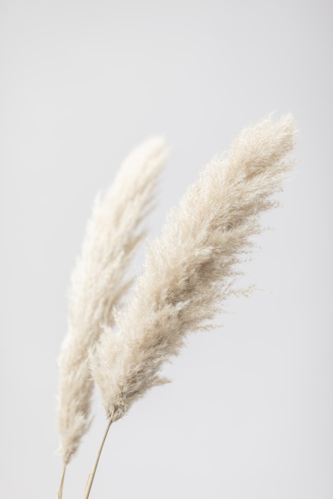 Pampas Grass Grey 13 von Pictufy Studio III