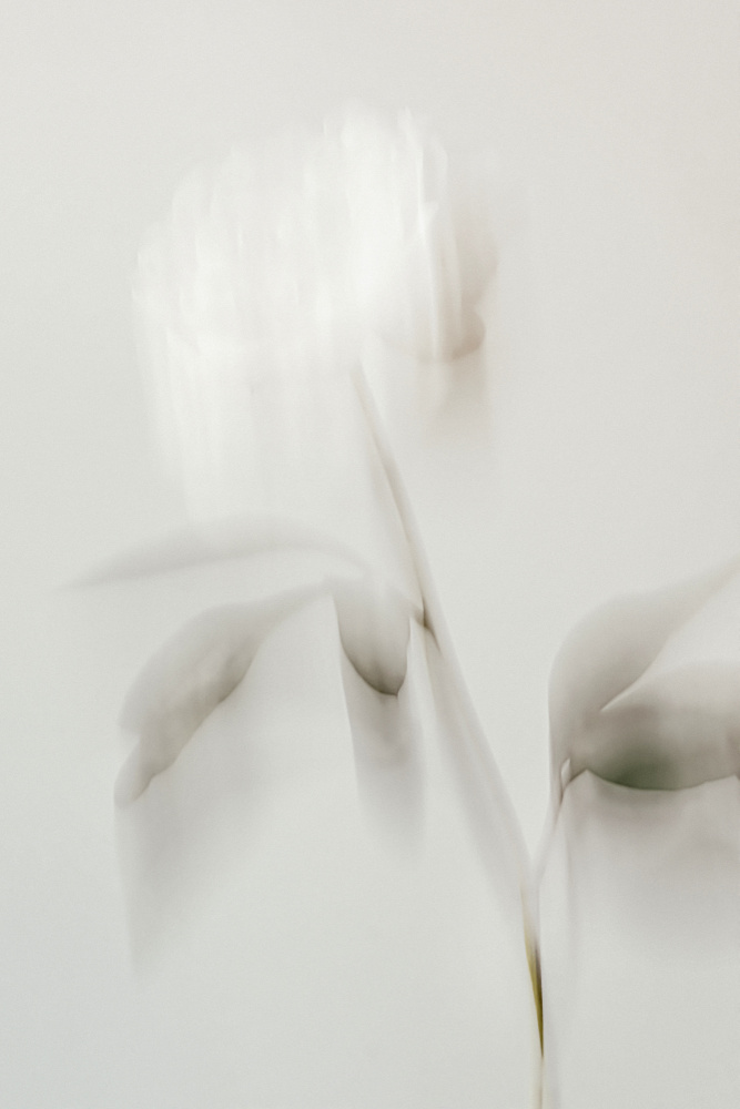 Peony 06 von Pictufy Studio III