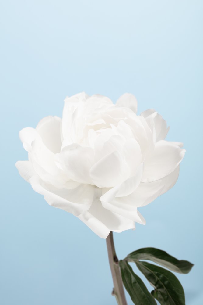 Peony_1 von Pictufy Studio III