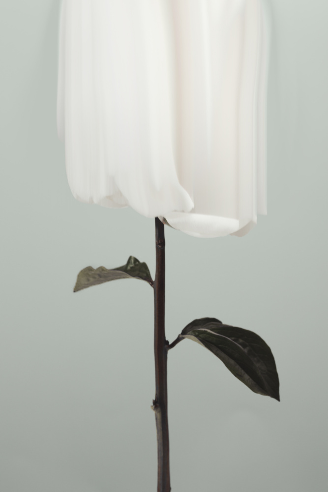 Peony 17 von Pictufy Studio III