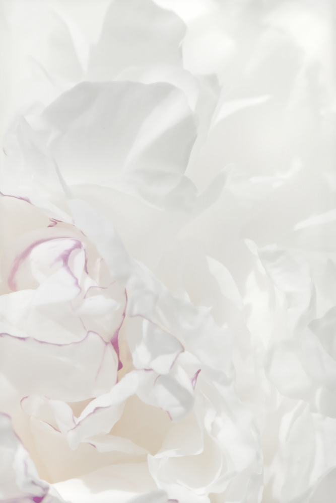 Peony 21 von Pictufy Studio III