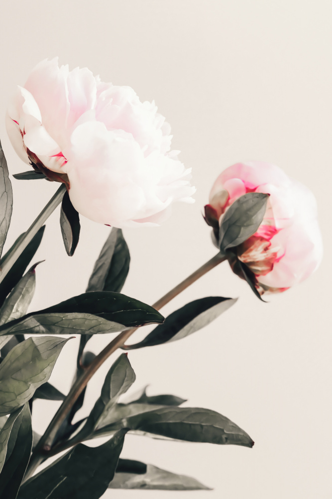 Peony 23 von Pictufy Studio III