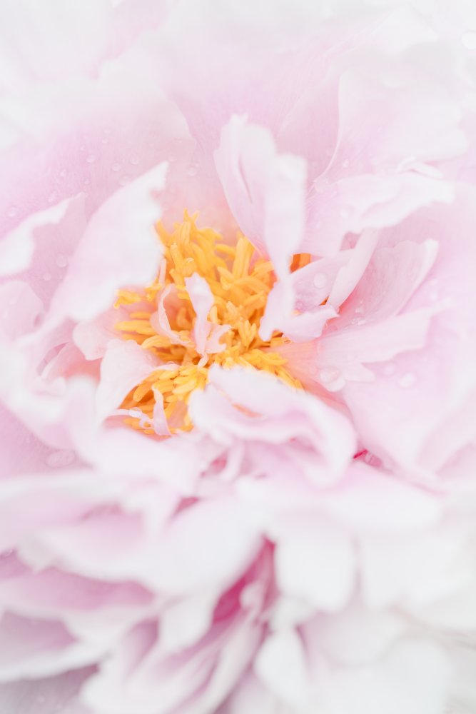 Peony_7 von Pictufy Studio III