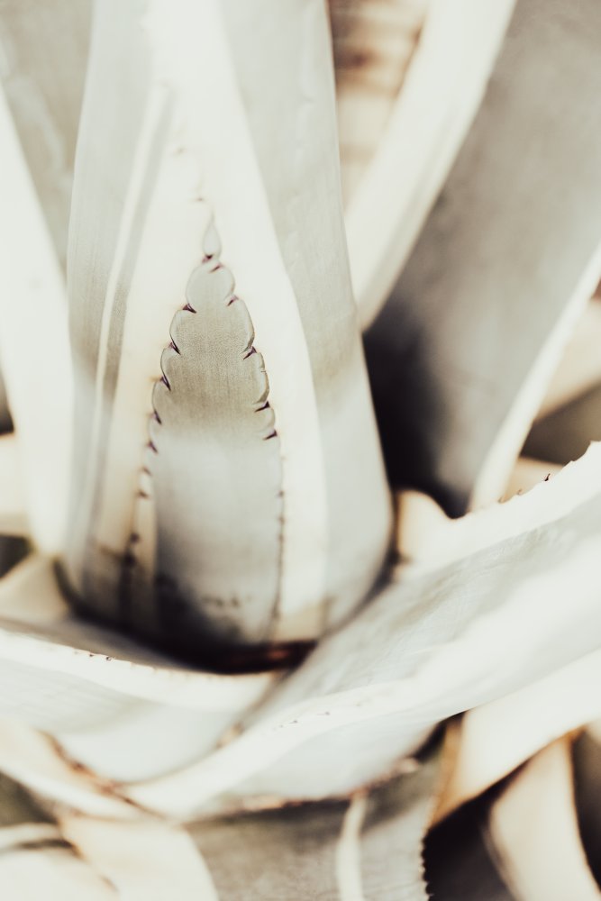 Plant close up_1 von Pictufy Studio III