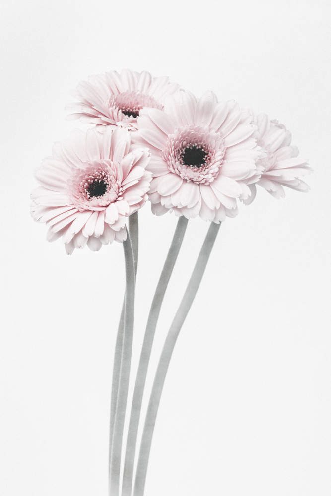 Pink Flowers von Pictufy Studio III