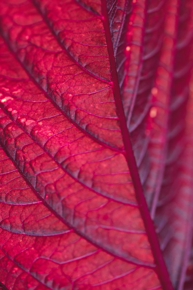Red Leaf von Pictufy Studio III