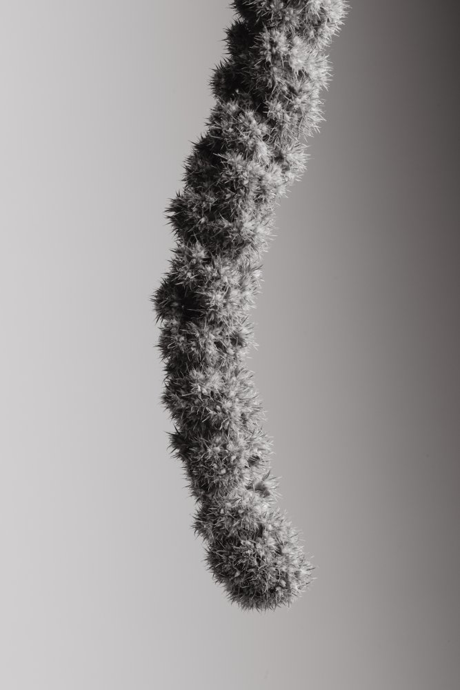 Seed Capsule Black and White von Pictufy Studio III