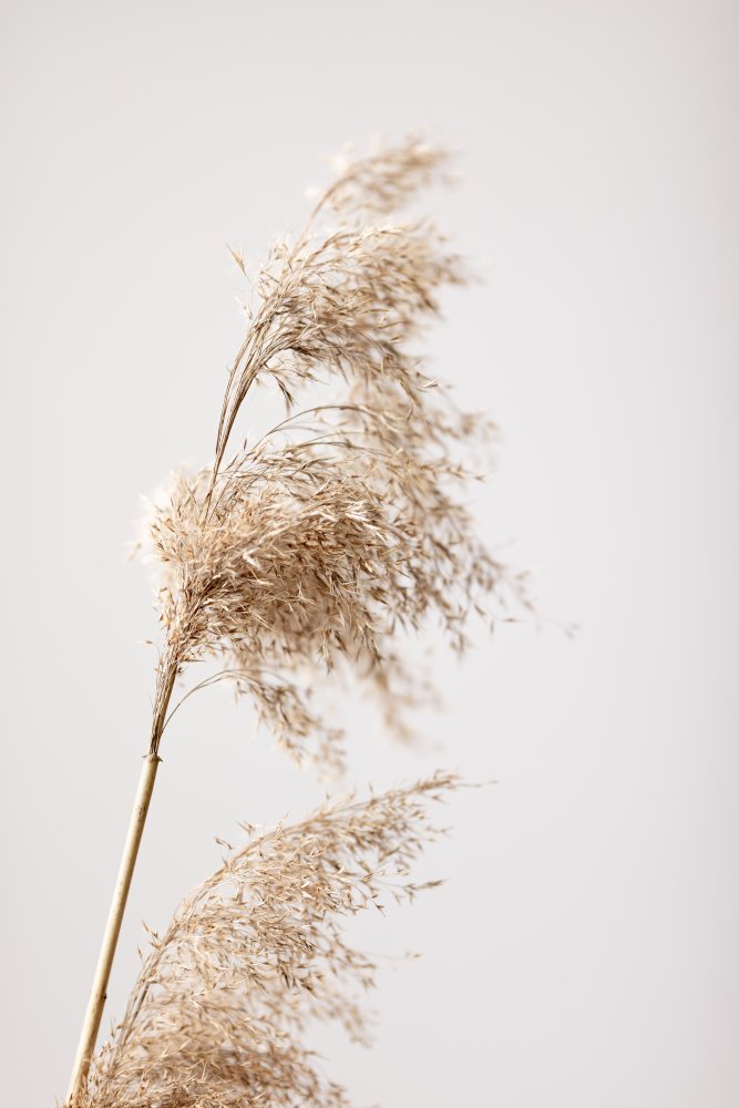 Reed Grass Grey 03 von Pictufy Studio III