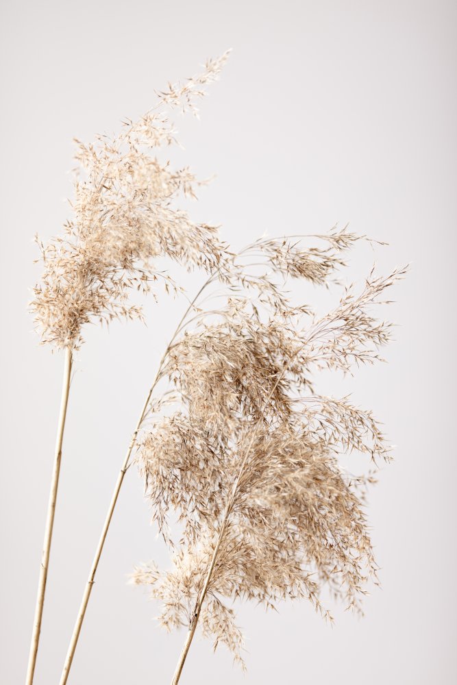 Reed Grass Grey 07 von Pictufy Studio III
