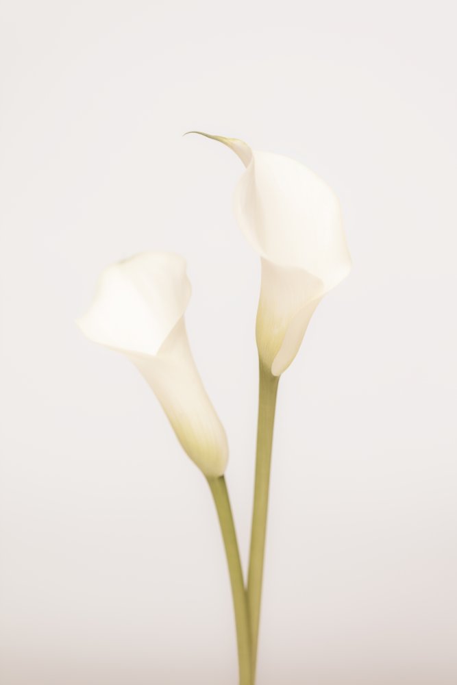 White Calla Lily No 1 von Pictufy Studio III