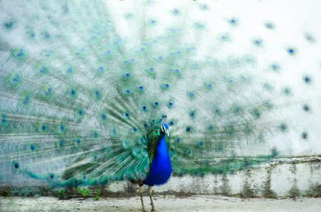 Peacock