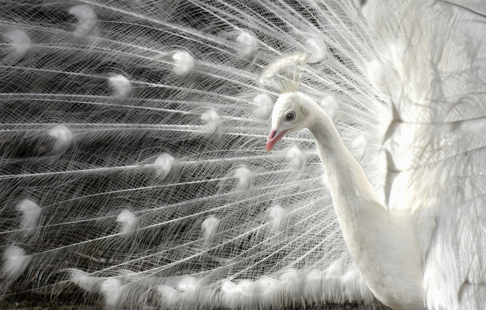 wight is white von Pierre Bacus