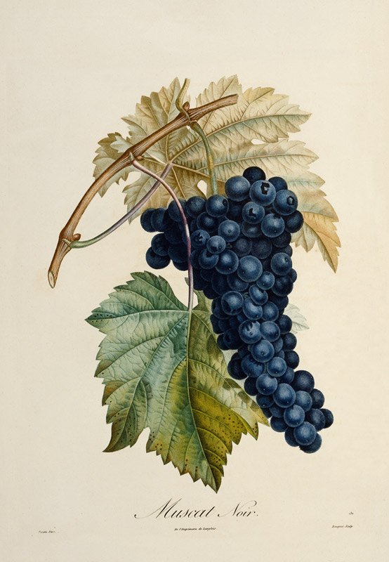Blaue Traube Muscat Noir von Pierre Jean François Turpin