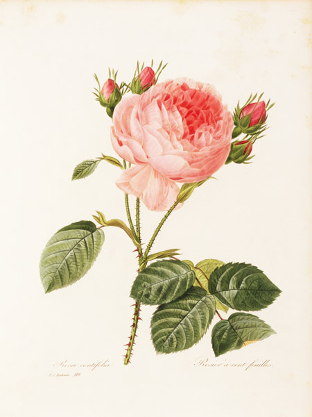 Cabbage Rose / Redouté 1835 von Pierre Joseph Redouté