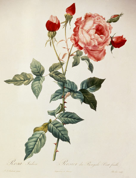 Rosa indica 