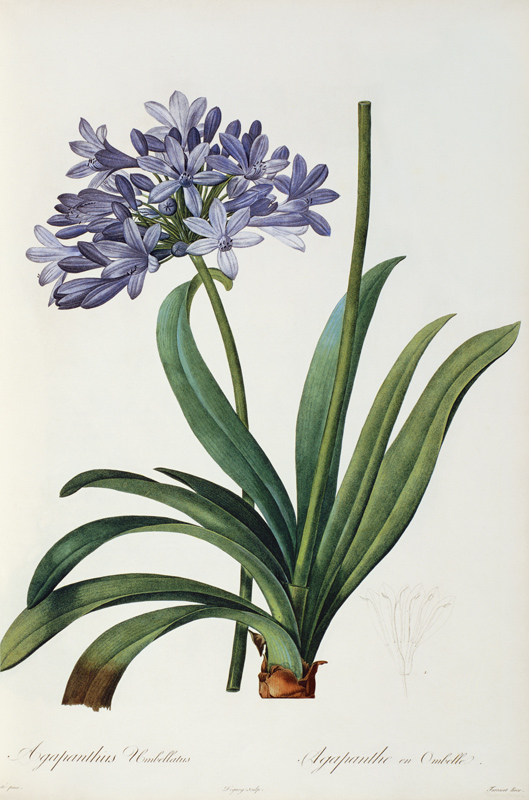 Agapanthus umbrellatus, from `Les Liliacees' von Pierre Joseph Redouté