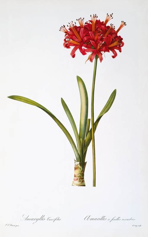 Amaryllis Curvifolia from `Les Liliacees' von Pierre Joseph Redouté