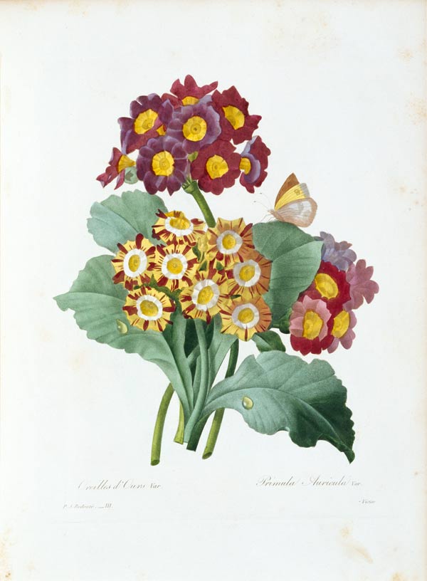 Auricula / Redouté von Pierre Joseph Redouté