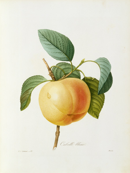 Apple, Calville blanc / Redouté von Pierre Joseph Redouté