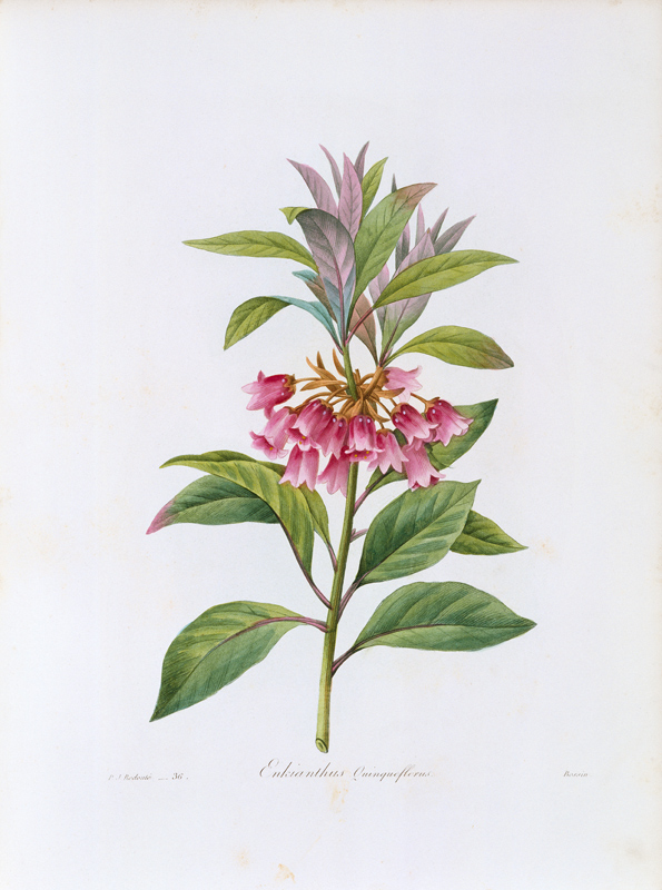 Enkianthus von Pierre Joseph Redouté