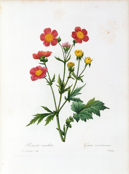 Geum coccineum von Pierre Joseph Redouté