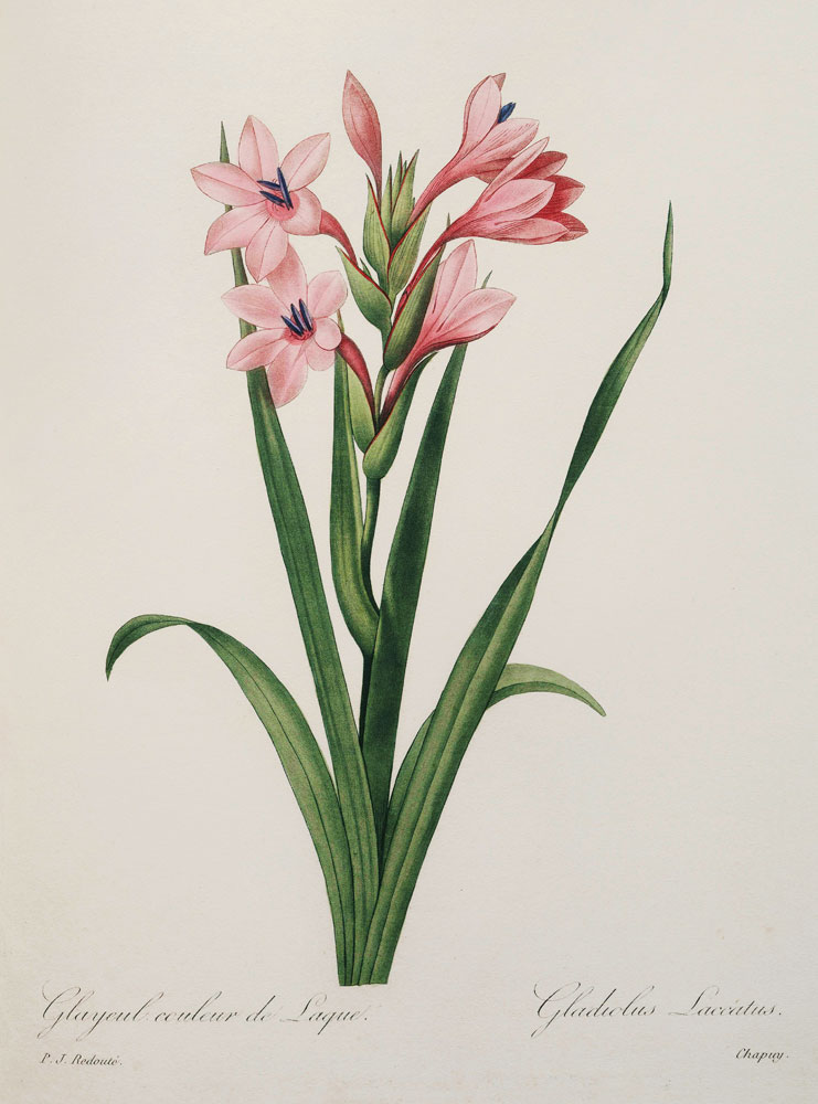 Gladiola von Pierre Joseph Redouté
