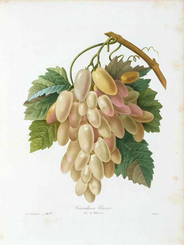 Grape / Redouté von Pierre Joseph Redouté