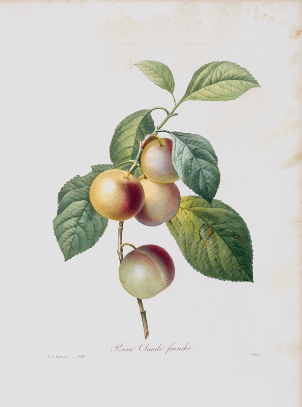 Green Gage von Pierre Joseph Redouté